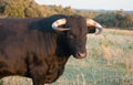 Spanish free range fighting bulls Royalty Free Stock Photo