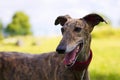 Spanish Galgo, portrait of greyhound outdoor Royalty Free Stock Photo