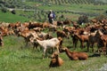 Spanish goatherd, Alora, Spain. Royalty Free Stock Photo