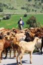 Spanish goats and herder, Andalusia, Spain. Royalty Free Stock Photo