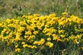 Spanish gorse or Carqueixa, Genista tridentata pea-like yellow flowers. The blossoming genista Spanish, Spanish broom