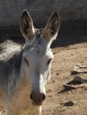 Spanish gray donkey