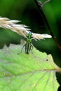 Spanish green fly in nature