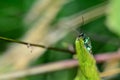 Spanish green fly on the side in nature