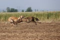 Spanish greyhound dog race hare hunting speed delivers passion