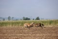 Spanish greyhound dog race hare hunting speed delivers passion