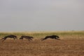 Spanish greyhound dog race hare hunting speed delivers passion