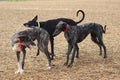 Spanish greyhound dog race hare hunting speed delivers passion