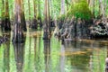 Spanish growing on huge knees protrudes above ground of bald cypress at Morrison Springs Park, Walton County, Florida, US, Royalty Free Stock Photo
