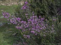 Spanish heath, Erica australis