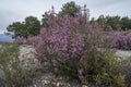 Spanish heath, Erica australis