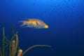 Spanish Hogfish (Bodianus rufus) Royalty Free Stock Photo