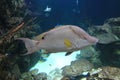 Spanish hogfish Royalty Free Stock Photo