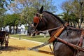 Horse with harness for carriage