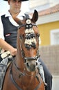 Spanish Horse with Rider
