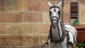 Spanish horse used to carry tourists around Malaga