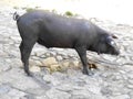 Spanish Iberian pig pees on the street. Salamanca, Spain. Royalty Free Stock Photo