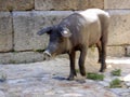 Spanish Iberian pig walking along the street. Salamanca, Spain. Royalty Free Stock Photo