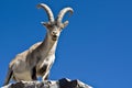 Spanish Ibex Royalty Free Stock Photo