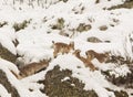 Spanish Ibex Royalty Free Stock Photo