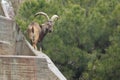 Spanish ibex Royalty Free Stock Photo