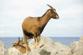 Spanish ibex Royalty Free Stock Photo