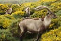 Spanish ibex grazing on yellow broom Royalty Free Stock Photo