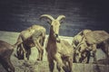 Spanish ibex, group, , great horns