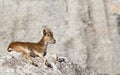 Spanish Ibex laid on a rock Royalty Free Stock Photo