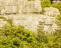 Spanish Ibex scamper across the Karst landscape of El Torcal near to Antequera, Spain Royalty Free Stock Photo