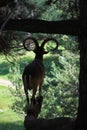 Spanish Ibex Royalty Free Stock Photo