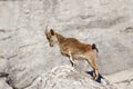 Spanish Ibex stood upright on rocks