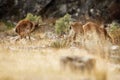 Spanish ibex young male and female with young in the nature habitat