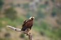 Spanish imperial eagle Aquila adalberti, also the Iberian imperial , Spanish or Adalbert`s eagle sitting on the branch with Royalty Free Stock Photo