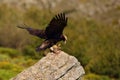 Spanish imperial eagle Aquila adalberti, also the Iberian imperial eagle, Spanish or Adalbert`s eagle sitting on the rock. Royalty Free Stock Photo