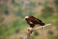 Spanish imperial eagle Aquila adalberti, also known as the Iberian imperial eagle, Spanish eagle, or Adalbert`s eagle,bird Royalty Free Stock Photo
