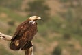 Spanish imperial eagle Aquila adalberti, also known as the Iberian imperial eagle, Spanish or Adalbert`s eagle calmly sitting o Royalty Free Stock Photo