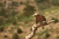 Spanish imperial eagle Aquila adalberti, also known as the Iberian imperial eagle, Spanish or Adalbert`s eagle feeding with a Royalty Free Stock Photo