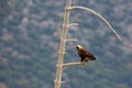 Spanish imperial eagle Aquila adalberti, also known as the Iberian imperial eagle, Spanish  or Adalbert`s eagle sitting on the Royalty Free Stock Photo