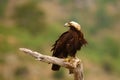 Spanish imperial eagle Aquila adalberti, also known as the Iberian imperial eagle, Spanish  or Adalbert`s eagle sitting on the Royalty Free Stock Photo