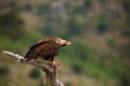 Spanish imperial eagle Aquila adalberti, also known as the Iberian imperial eagle, Spanish eagle, or Adalbert`s eagle Royalty Free Stock Photo