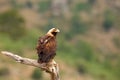 Spanish imperial eagle Aquila adalberti, also known as the Iberian imperial eagle, Spanish eagle, or Adalbert`s eagle Royalty Free Stock Photo