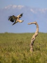 Spanish imperial eagle landing in tree Royalty Free Stock Photo