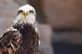 Spanish Imperial Eagle Royalty Free Stock Photo