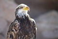 Spanish Imperial Eagle Royalty Free Stock Photo