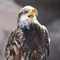 Spanish Imperial Eagle Royalty Free Stock Photo