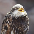 Spanish Imperial Eagle Royalty Free Stock Photo