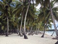 Paradise beach with white sand and beautiful tall palm trees on Saona island Royalty Free Stock Photo