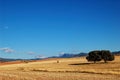 Spanish landscape with oaks