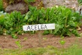 Garden spanish sign for acelga or chard Royalty Free Stock Photo